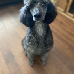 Bernedoodles and Poodles from Pupkin Patch Puppies