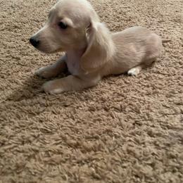 Peaches - Cream female Dachshund puppy in Norman, Oklahoma from Country Chapel Dachshunds
