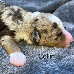 Collin - Chocolate merle male Bernedoodle puppy in New Ringgold, Pennsylvania from Hawk Mountain Doodles