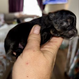 Toast - Black male Pomeranian puppy in Gilmer, Texas from Fairchild Fancy Pomeranians and Coachella Pomeranians