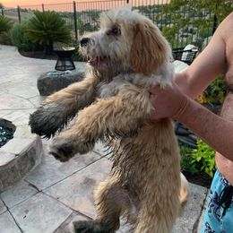 Tibetan Terrier Puppies from Zara Tibetan Terriers