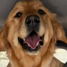 Lollipop - Golden Retriever