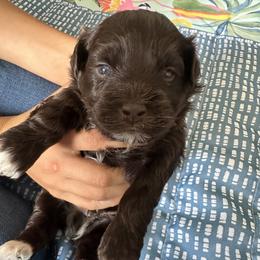 Tux - Chocolate male Havanese puppy in Arizona from HavaDoggie