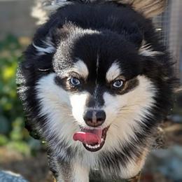McCartney (Carter) -1000.00 - Black and white male Pomsky puppy in Spring Hill, Florida from www.PuppyTimeEmporium.com