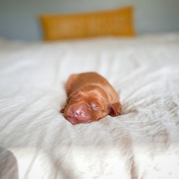 Golden Retriever Puppies from Earley Goldens