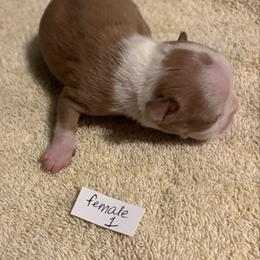 Female 1 - Red female Boston Terrier puppy in Mc Donough, Georgia from Ballard Boston Terriers