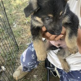 German Shepherd Puppies from Das Müller Hund Haus