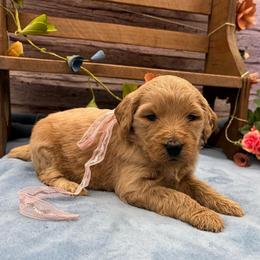 Amaryllis - Cream female Goldendoodle puppy in Lisbon, Ohio from Willow Lane Doodles