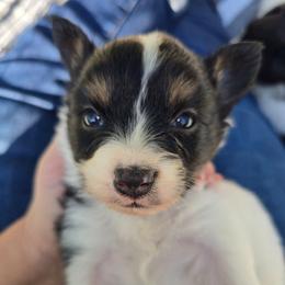 ASTRID - White black and tan female Papillon puppy in Hollister, Missouri from Swan Creek Kennel