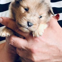 Girl 4 - Sable merle and white female Shetland Sheepdog puppy in Pleasant Shade, Tennessee from Odyssey Shetland Sheepdogs
