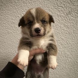 Karli - Red female Pembroke Welsh Corgi puppy in Helmville, Montana from Calie’s Corgis