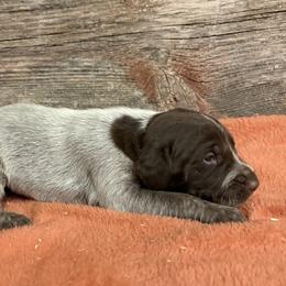 Liver roan male pup - Liver roan male German Shorthaired Pointer puppy in Freeport, Illinois from Rock Hollow Retrievers