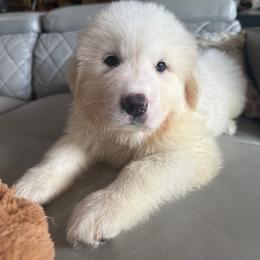 Christopher Robin - White male Great Pyrenees puppy in Murfreesboro, Tennessee from Storybook Tails Farm