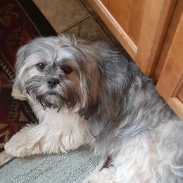 Ava - Lhasa Apso