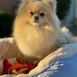 Luna - Pomeranian