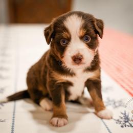 America - Red tri female Miniature Australian Shepherd puppy in San Antonio, Texas from Wigglebutts Unlimited
