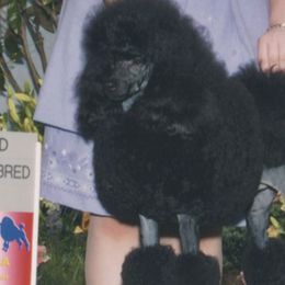 Poodles from Hardt Poodles
