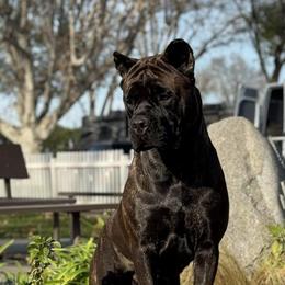 Carmela - Cane Corso