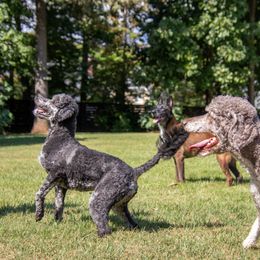 Aussiedoodles and Poodles from The Klepper Homestead