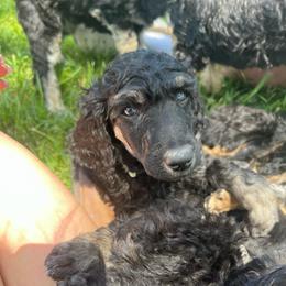 Elowen - Phantom female Poodle puppy in Vaughn, Montana from 406 Poodles