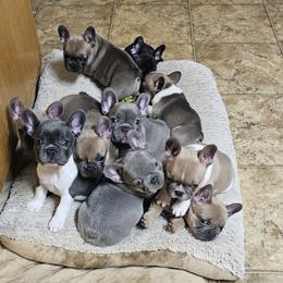 French Bulldog Puppies from Donna's French Bulldogs