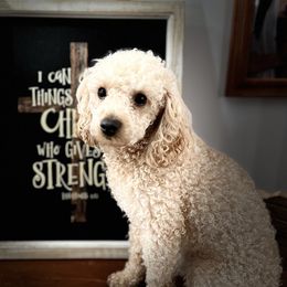 Poodles from Gabrielle’s AKC Toy Poodles