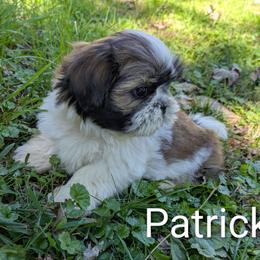 Patrick - Black gold and white male Shih Tzu puppy in Clyde, North Carolina from Shawgo Pups