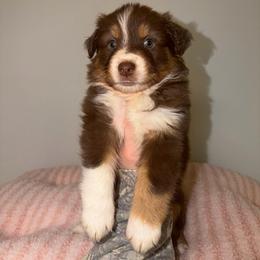 Tulip - Red tri-color female Australian Shepherd puppy in Anniston, Alabama from All Hale Aussies