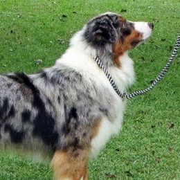 Australian Shepherds and Nova Scotia Duck Tolling Retrievers from Crandellwood