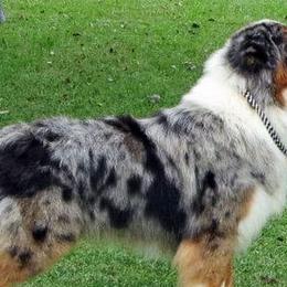Australian Shepherds and Nova Scotia Duck Tolling Retrievers from Crandellwood