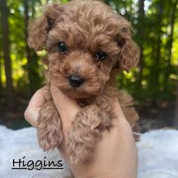 Higgins - Red  male Poodle puppy in Traverse City, Michigan from Riyem Wildflower Farms