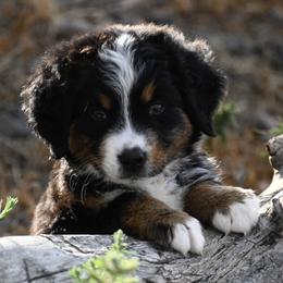 Boy 2 - Tri-color male Bernese Mountain Dog puppy in Loveland, Colorado from Grateful Bernese & Gage's Goldens