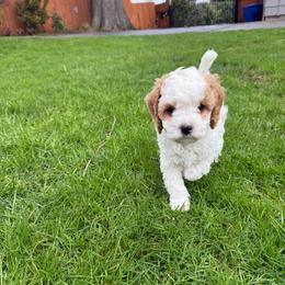 Snow white - Blenheim female Cavapoo puppy in Kelso, Washington from The love of Cavapoos