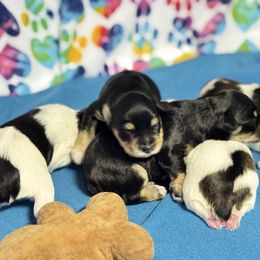 Announcement litter is here - Parti male Miniature Schnauzer puppy in Temple, Texas from Schnauzers Of Taylor