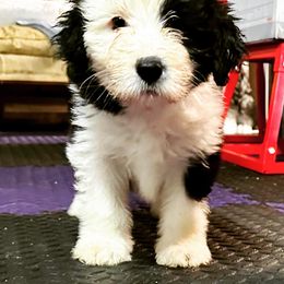 Bearded Collie and Border Collie Puppies from Beloved Bearded & Border Collies