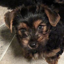 Yorkshire Terrier Puppies from Yadkinyorkies&Morkies