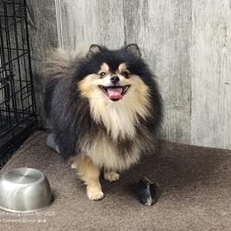 Levi - Pomeranian