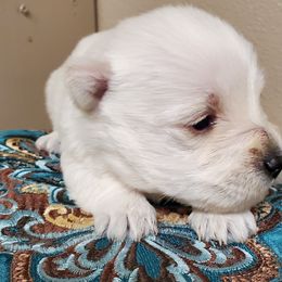 Scottish Terrier Puppies from Cavern Kennels