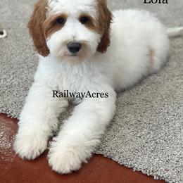 Lola - Parti female Goldendoodle puppy in Milford, Indiana from Railway Acres Kennel