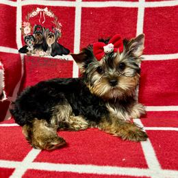 Full AKC Sparkles - Blue and gold female Yorkshire Terrier puppy in Bloomingdale, Georgia from Harrington Yorkies