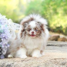 Stella - Pomeranian