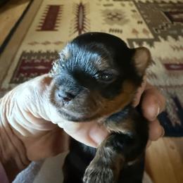 Maysee baby girl - Black and gold female Yorkshire Terrier puppy in Groesbeck, Texas from Ranch 4M