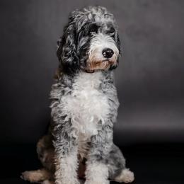 Bonnie - Bernedoodle