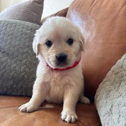 Red boy - Light golden male Golden Retriever puppy in Pahrump, Nevada from Southern Nevada Goldens