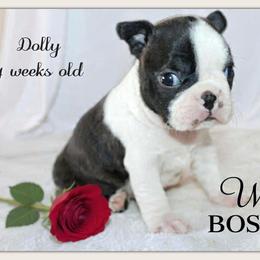 Girl 2-Dolly - Black and white female Boston Terrier puppy in North Central, Vermont from Windy Valley’s Bostons