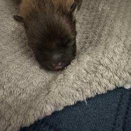 Pomeranian Puppies from Lori’s Precious Poms