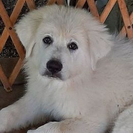 Great Pyrenees from Willow Creek Farm