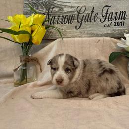 Mia - White and red merle female Border Collie puppy in Moody, Texas from Narrow Gate Farm