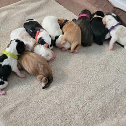 Charlie - Apricot male Assorted Doodle Crosses puppy in Blackfoot, Idaho from Lucky Pup Meadows