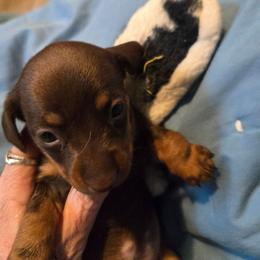 Herminee - Chocolate and tan female Dachshund puppy in Kirtland, New Mexico from EZ 2 Love Dachshunds